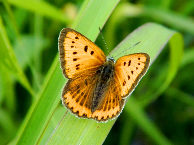 Finalmente Lycaena dispar!